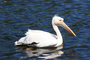 Nehir üzerinde pelikan (Pelecanus onocrotalus)