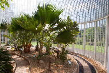 Bahçede yeşil palmiye ağaçları