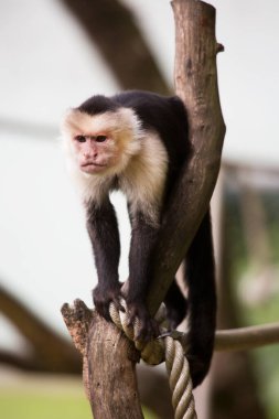 Ağaçta oturan şirin bir maymunun yakın plan fotoğrafı.