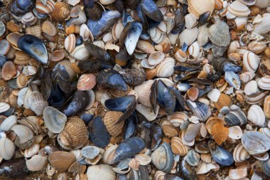 Kumsalda deniz kabukları