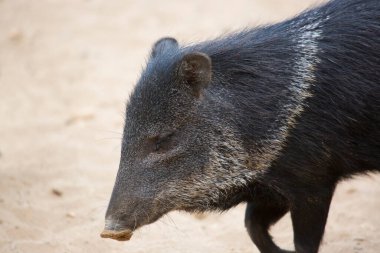 yaban domuzu Hayvanat Bahçesi
