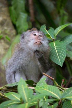 Yengeç yiyen ya da uzun kuyruklu macaque, Macaca fascicularis, bölgeyi rahatça gözlemliyor.