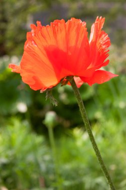 Güzel çiçeğin yakın çekim görüntüsü