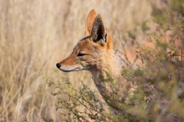 Siyah sırtlı çakal Canis mesomelas, Kalahari Çölü 'nün çayırlarını ve çayırlarını gözlüyor.