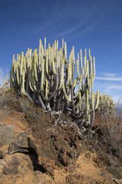 Kaktüs bitkileriyle volkanik vadi manzarası