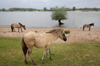 Hollanda kıyıları boyunca başıboş gezen vahşi Konik atları sürüsü.
