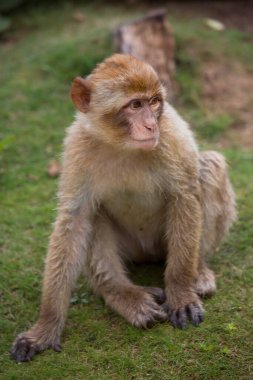 Şirin bir maymunun yakın plan fotoğrafı.