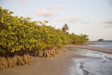 Yeşillikli güzel tropikal sahil manzarası