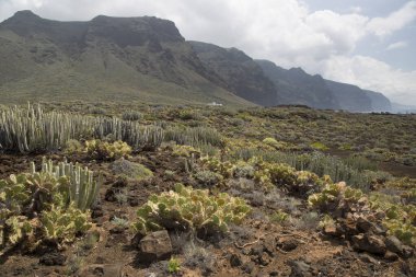 Kaktüslü volkan vadisi manzarası