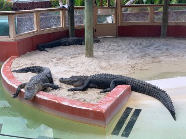Hayvanat bahçesindeki timsah manzarası