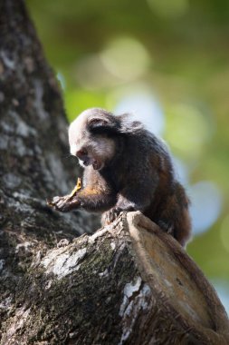 Beyaz başlı ya da kıvrık kulaklı marmoset, Callithrix Geoffroyi, bir dala dikiş atıyor.