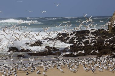 Daha büyük ibikli kırlangıçlar sürüsü