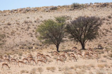 Springfield, Antidorcas Marsupialis, çölün kuru otlaklarında yürüyor ve otluyor.