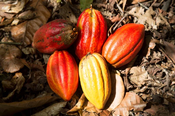 Castañas Hojas Bosque Otoño — Foto de Stock