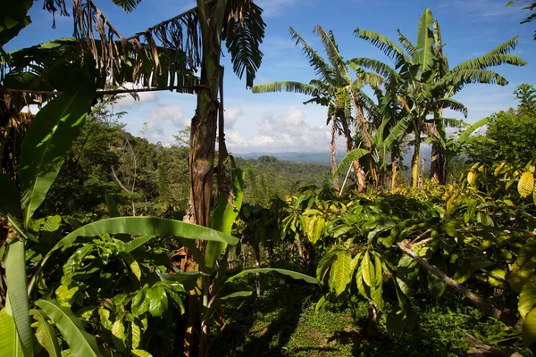 Zelené Palmy Džungli — Stock fotografie