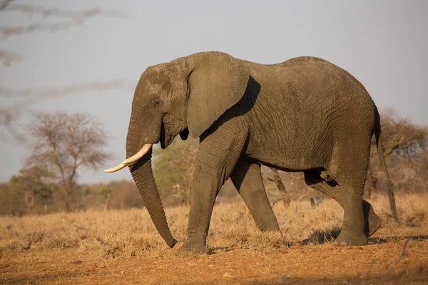 Éléphant Afrique Dans Savane Kenya — Photo