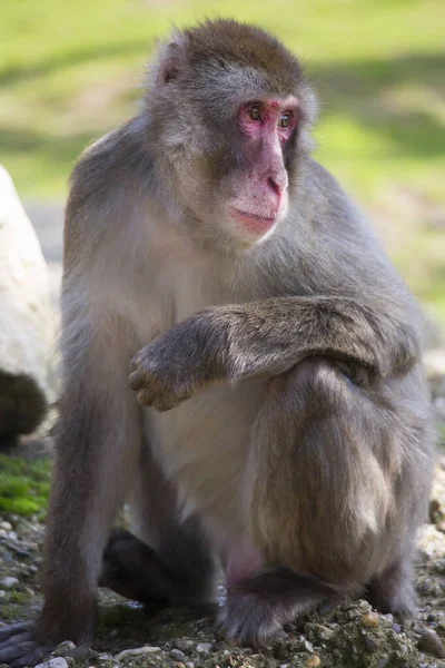 Japanse Makaak Macaca Fuscata Rond Kijkend — Stockfoto