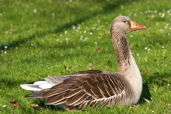 Närbild Skott Vacker Vit Gås Ett Grönt Gräs — Stockfoto