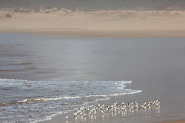 Mewy Plaży Portugalii — Zdjęcie stockowe