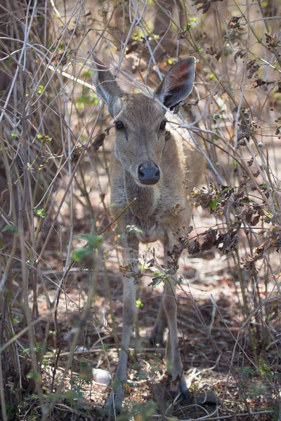 Closeup Doe Deer Javan Rusa Sunda Sambar Rusa Timorensis — Stock Photo, Image