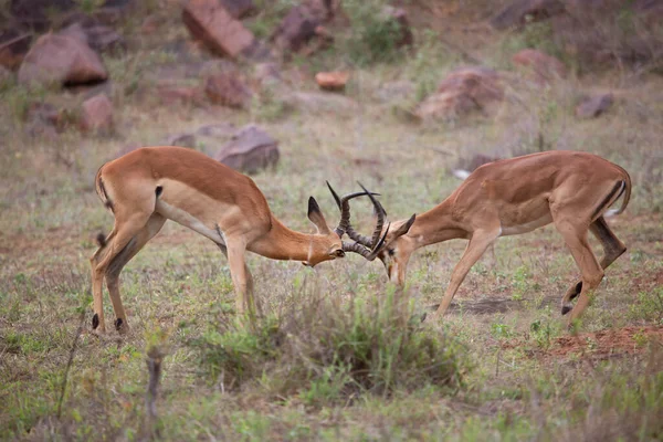 Grupo Antílopes Selvagens Savana — Fotografia de Stock