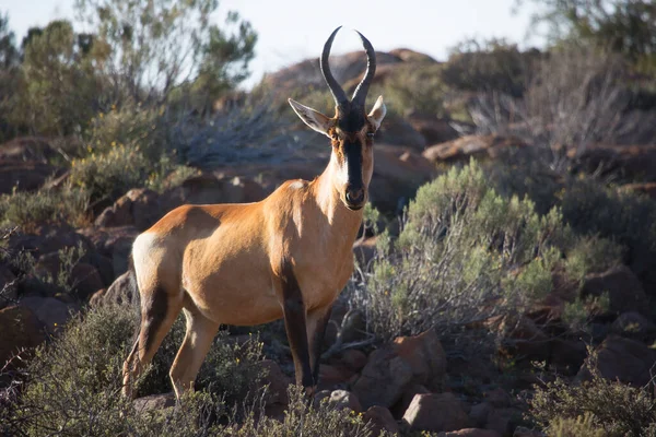 Almindelig Tsessebe Eller Sassaby Damaliscus Lunatus Lunatus Subspecies Græsning Tørre - Stock-foto