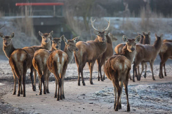 Landscape Doe Herd Red Deer Cervus Elaphus — Stock Photo, Image