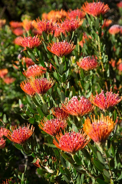 Close Protea Pincushion Floração — Fotografia de Stock