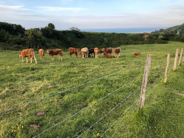 Vaches Broutant Dans Pâturage — Photo