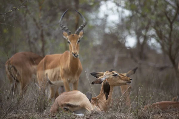 Група Диких Антилопів Савані — стокове фото