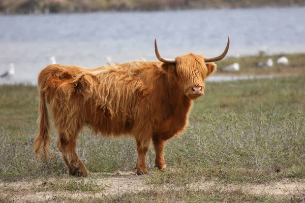 Egy Barna Tehén Legelőn — Stock Fotó