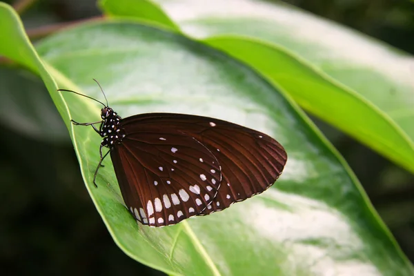 Butterfly Sitting Green Leaf — Stock Photo, Image