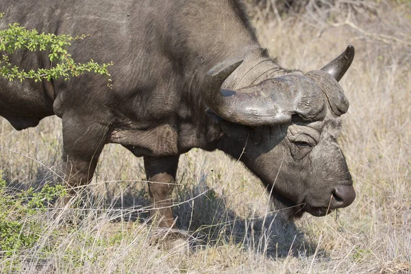 Touro Africano Savana Kenya — Fotografia de Stock