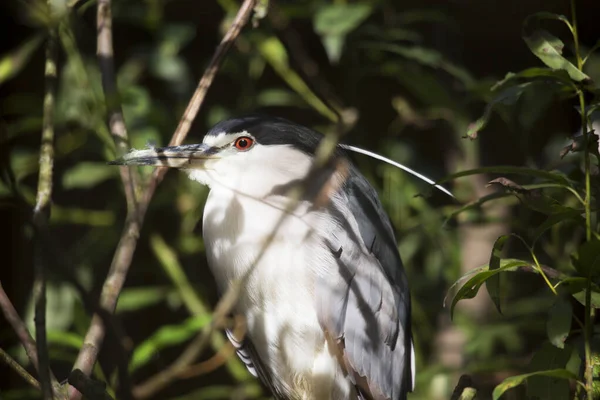 Schilderachtig Uitzicht Prachtige Vogel Natuur — Stockfoto