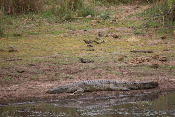 Krokodil Vízben — Stock Fotó