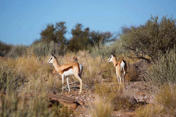 Springbok Antidorcas Marsupialis Spacery Wypas Suchych Łąkach Pustyni — Zdjęcie stockowe