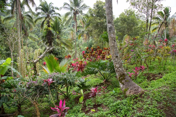 Brilhante Roxo Colorido Selva Tropical Casa Planta Cordyline Terminalis Plantadas — Fotografia de Stock