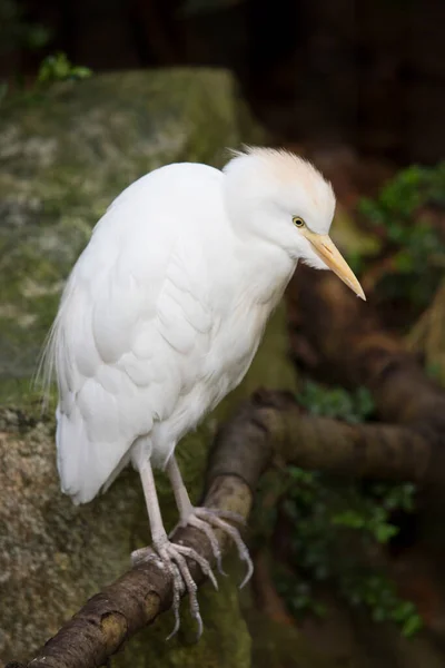 Bílý Pelikán Zoo — Stock fotografie