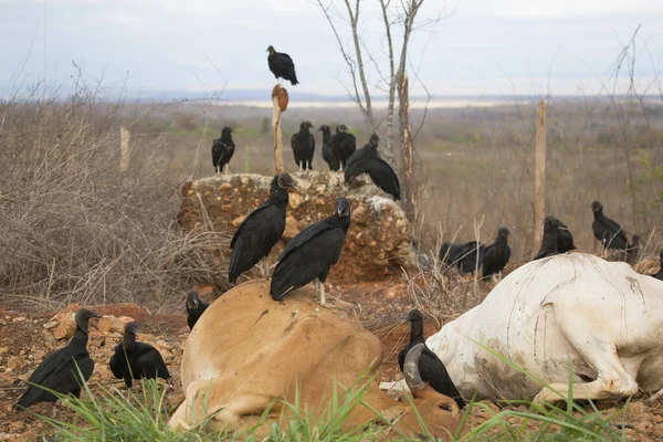 Aves Necrófagas Com Gado Morto Livre — Fotografia de Stock