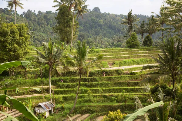 Arroz Bali Indonesia —  Fotos de Stock