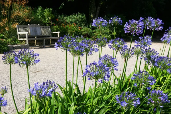 Belles Fleurs Dans Jardin — Photo