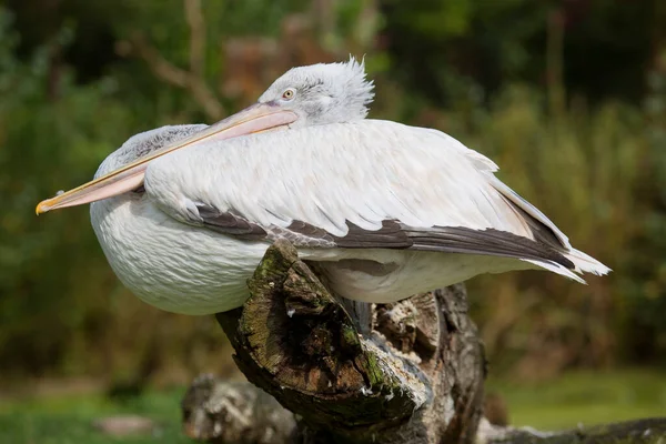 Hayvanat Bahçesinde Beyaz Pelikan — Stok fotoğraf