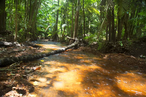 Hermosa Vista Del Río Vegetación Selva Soleada —  Fotos de Stock