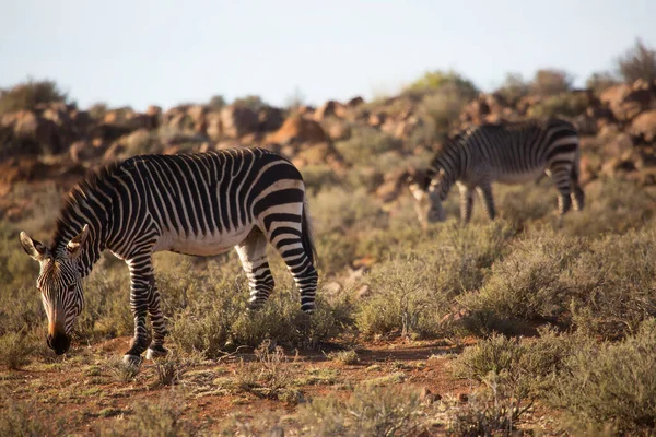 Гора Зебра Equus Zebra Стоять Пасти Открытом Травяном Ландшафте — стоковое фото