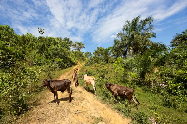 cows grazing in green tropical scene