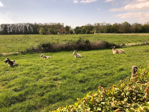 Chèvres Reposant Dans Champ Herbe Pour Mâcher Leur Herbe Mangée — Photo