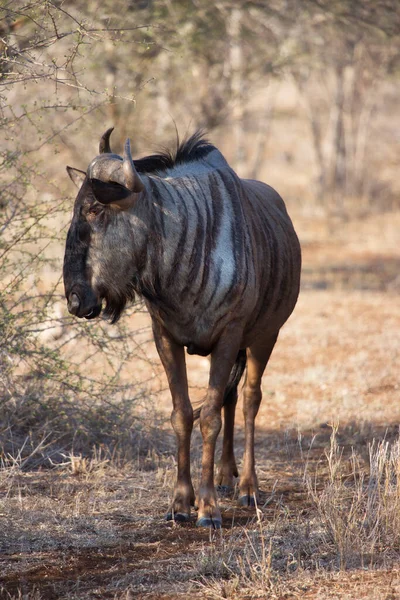 Standing Solitary Blue Wildebeest Brindled Gnu Connochaetes Taurinus — Stock Photo, Image