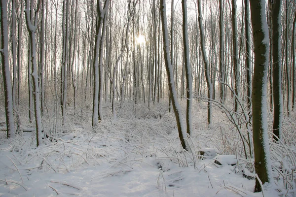 Hermoso Bosque Invierno Con Nieve —  Fotos de Stock