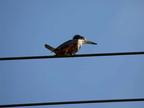 Vogel Auf Dem Dach Des Hauses — Stockfoto