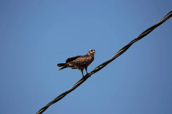 Oiseau Sur Une Branche Dans Ciel — Photo